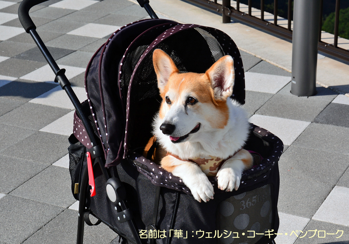 ウェルシュ・コーギー・ペンブローク：華