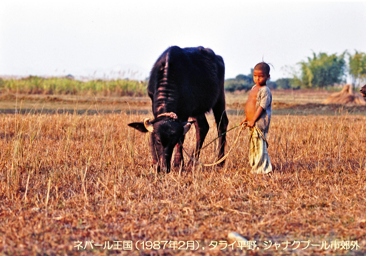 ネパール，ジャナクプール郊外