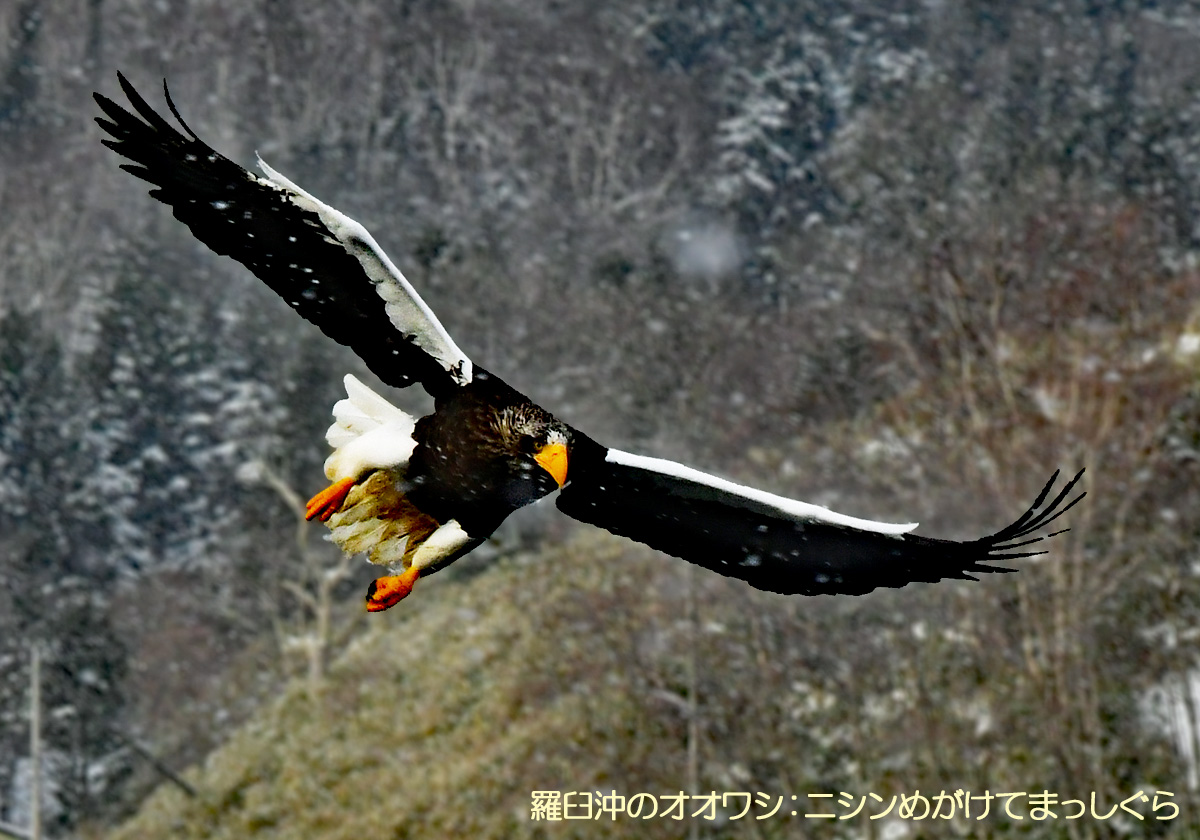 羅臼沖，オオワシ