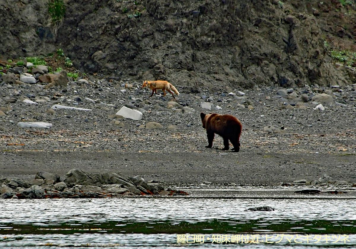 知床岬，ヒグマとキタキツネ