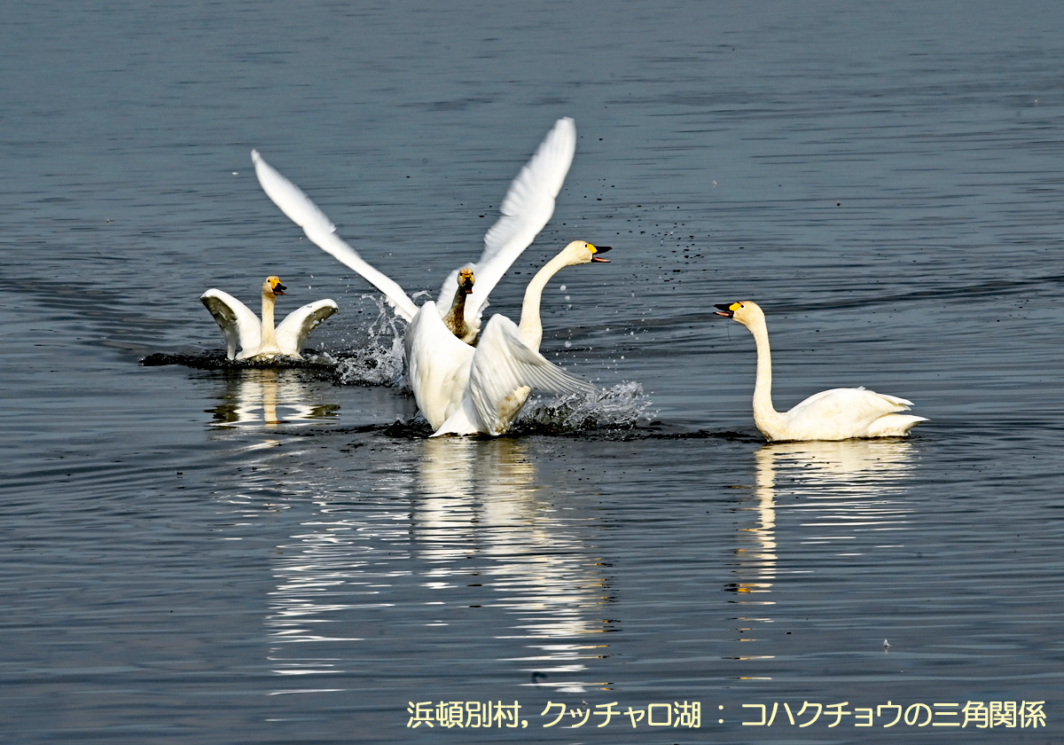 クッチャロ湖，コハクチョウ