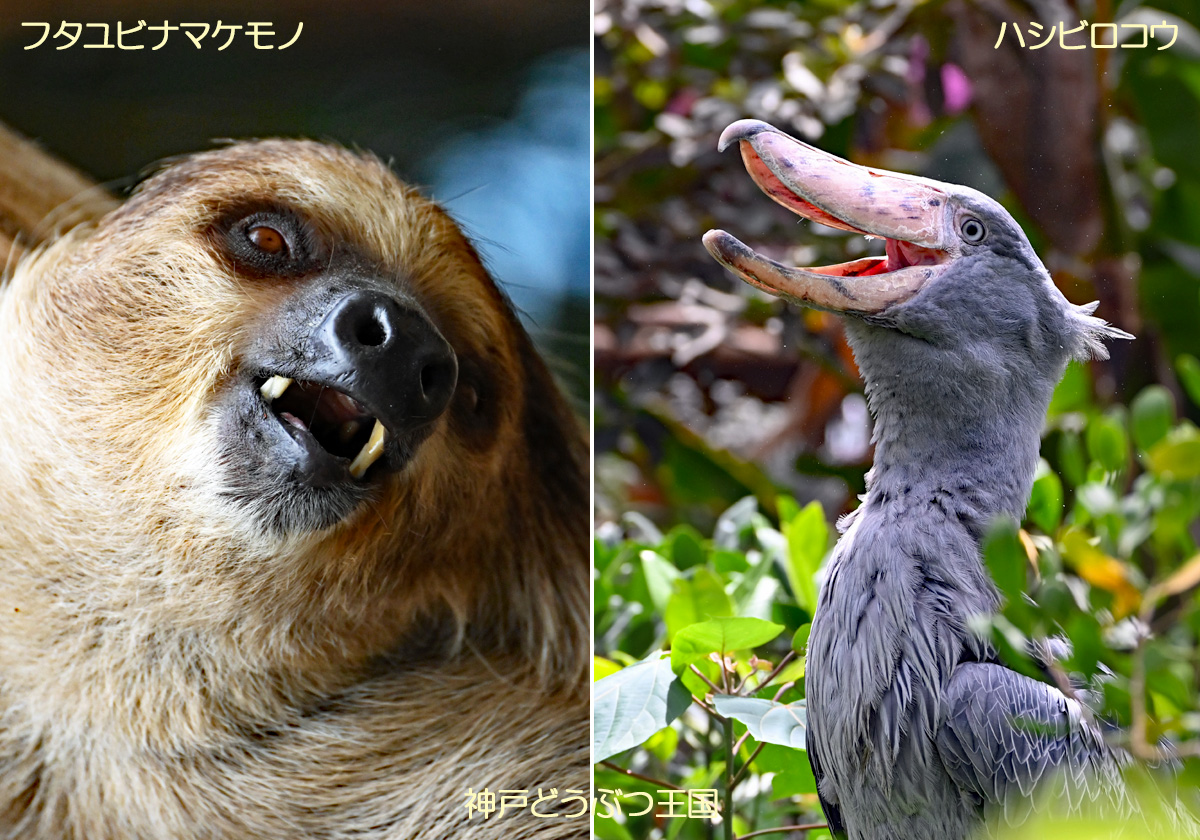 フタユビナマケモノなど