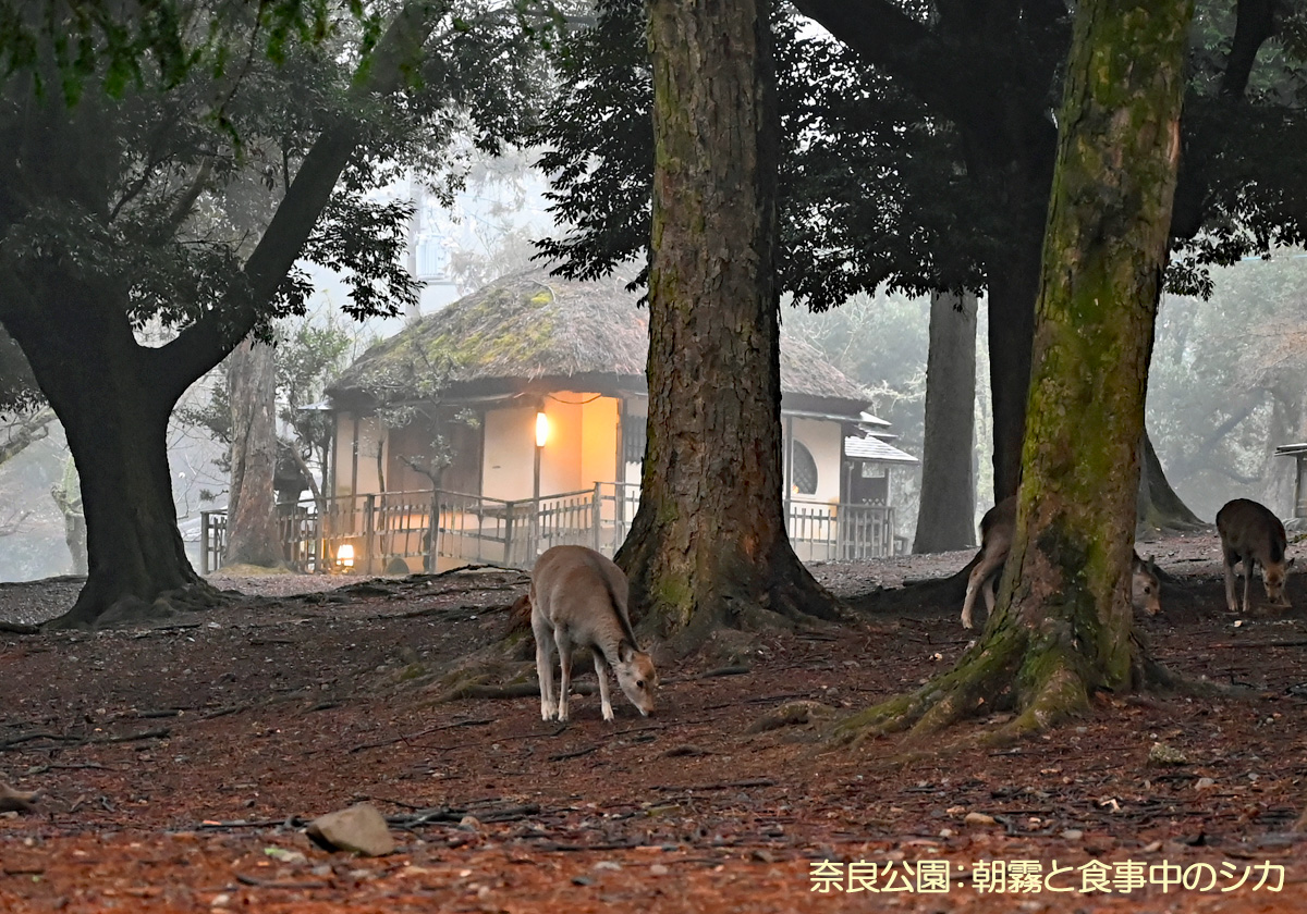 奈良公園のシカ